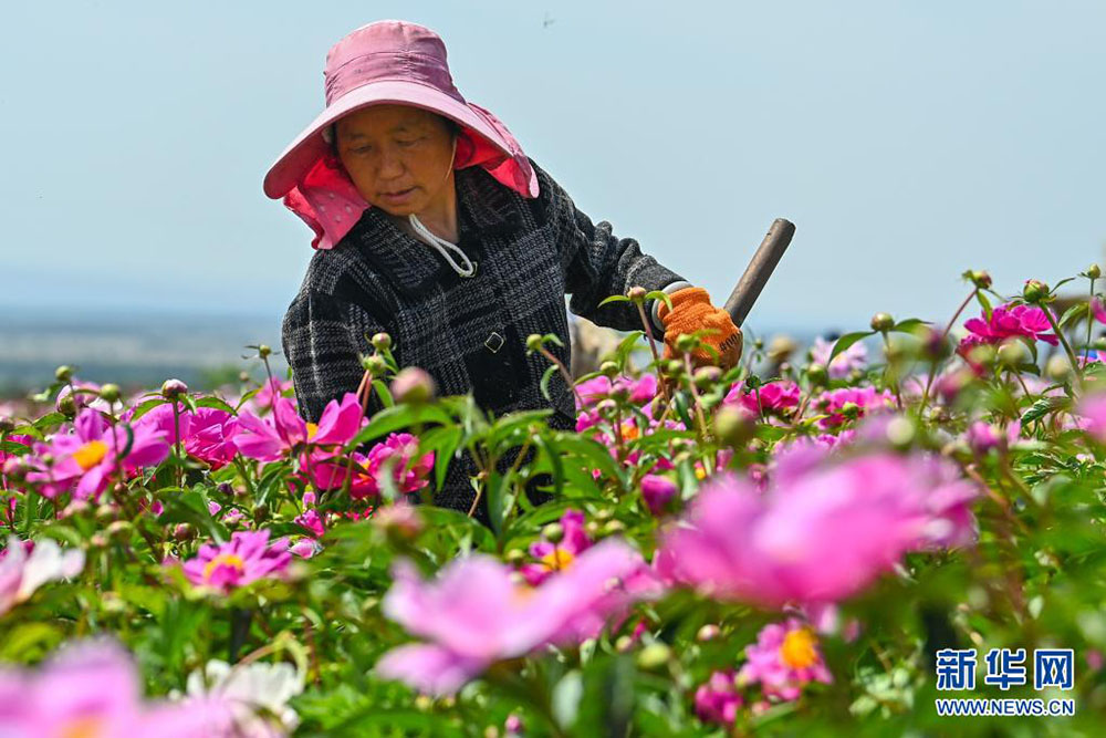新华全媒+丨新疆伊犁：花经济成致富新产业 赋能“香”村振兴